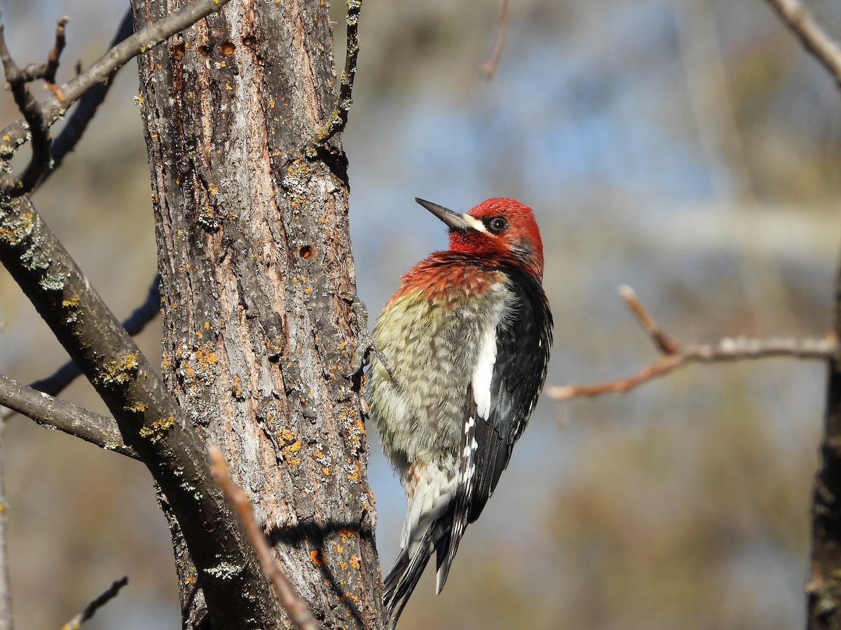 Red-breasted Sapsucker - ML613475313