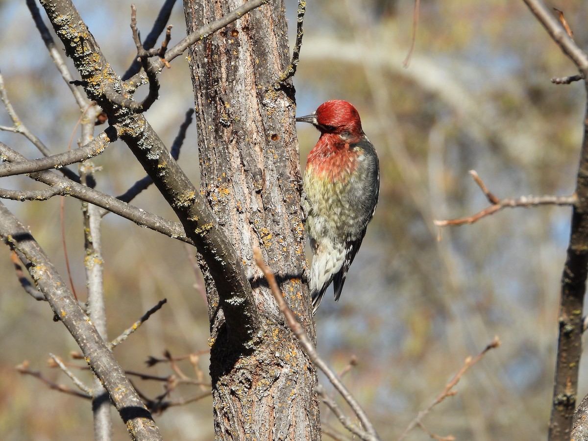 Red-breasted Sapsucker - ML613475314