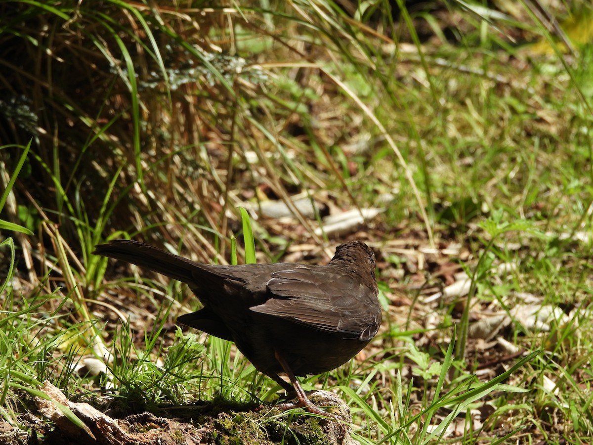 Eurasian Blackbird - ML613475316