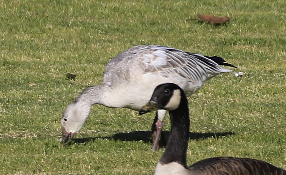 Antzara/Branta sp. - ML613475329