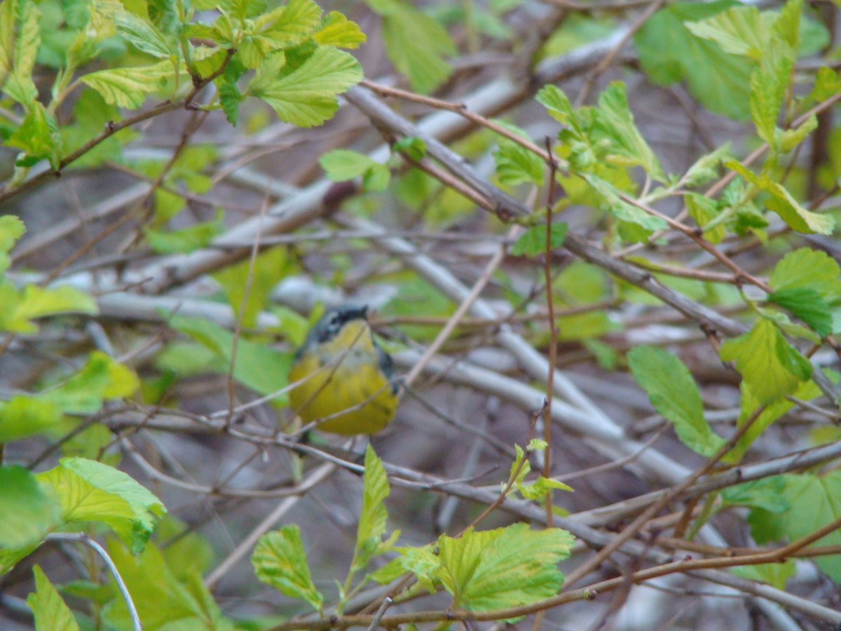 Canada Warbler - ML613475343