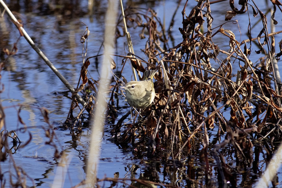 Palm Warbler (Western) - ML613475369