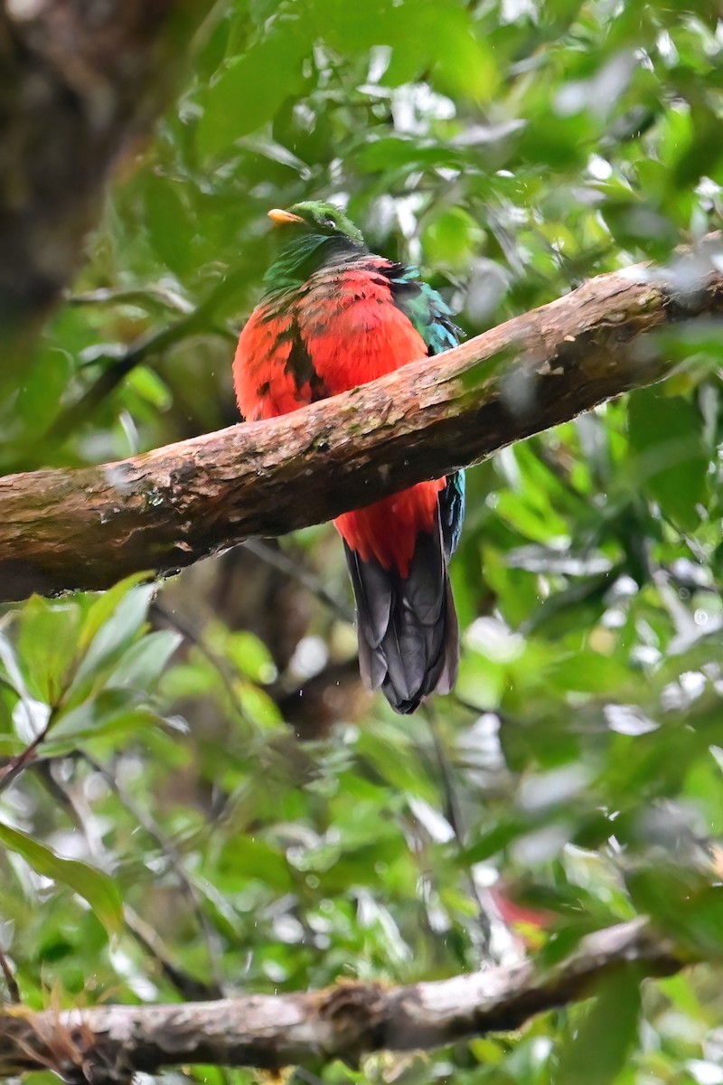 Golden-headed Quetzal - ML613475483