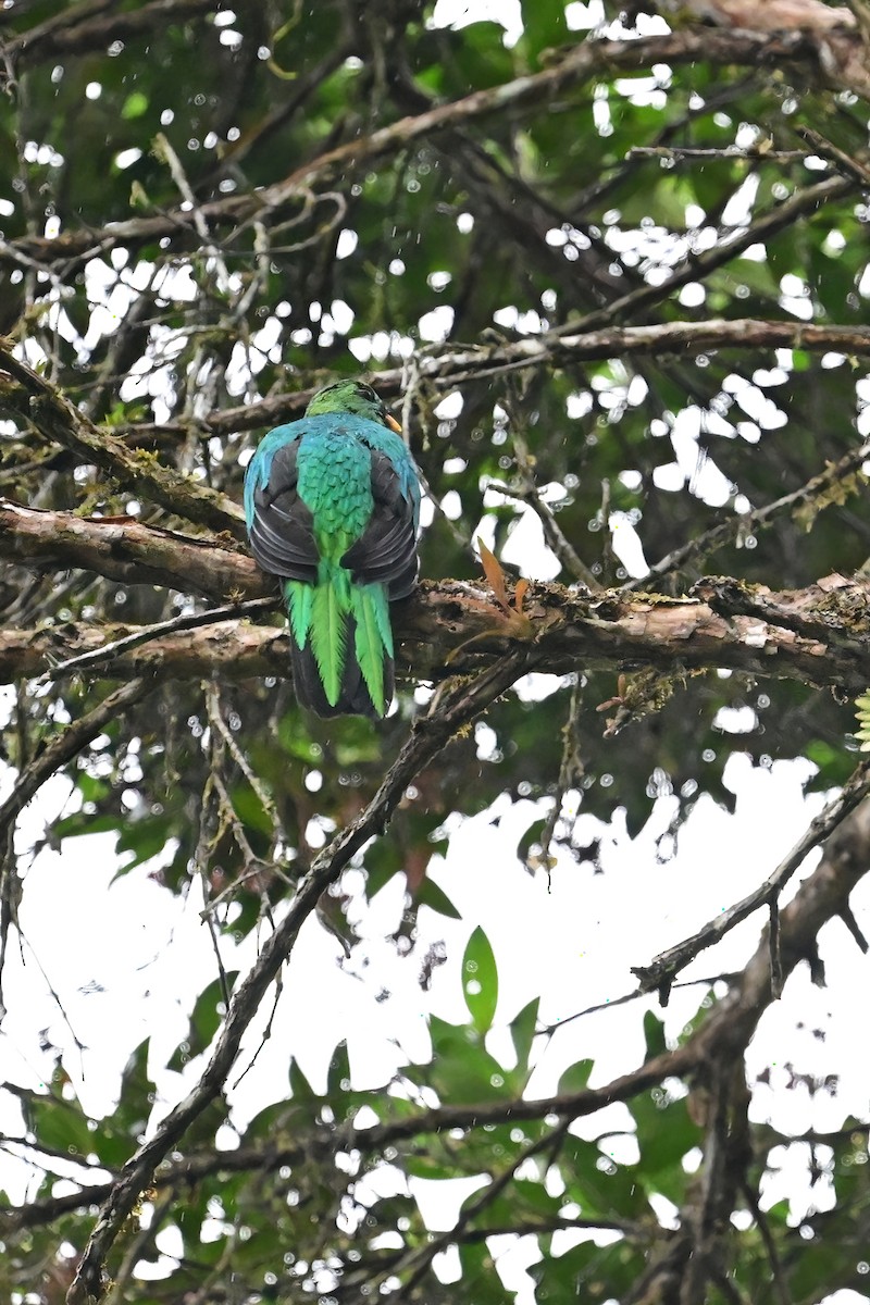 Golden-headed Quetzal - ML613475484