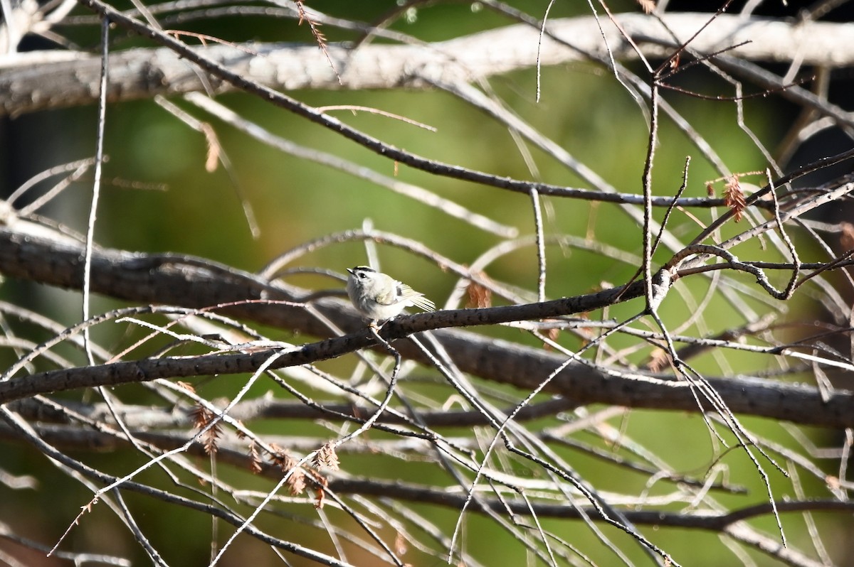 Golden-crowned Kinglet - ML613475505