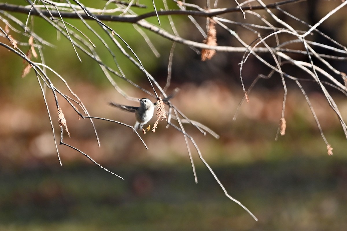 Golden-crowned Kinglet - ML613475506