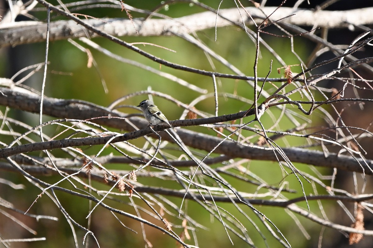 Golden-crowned Kinglet - ML613475507