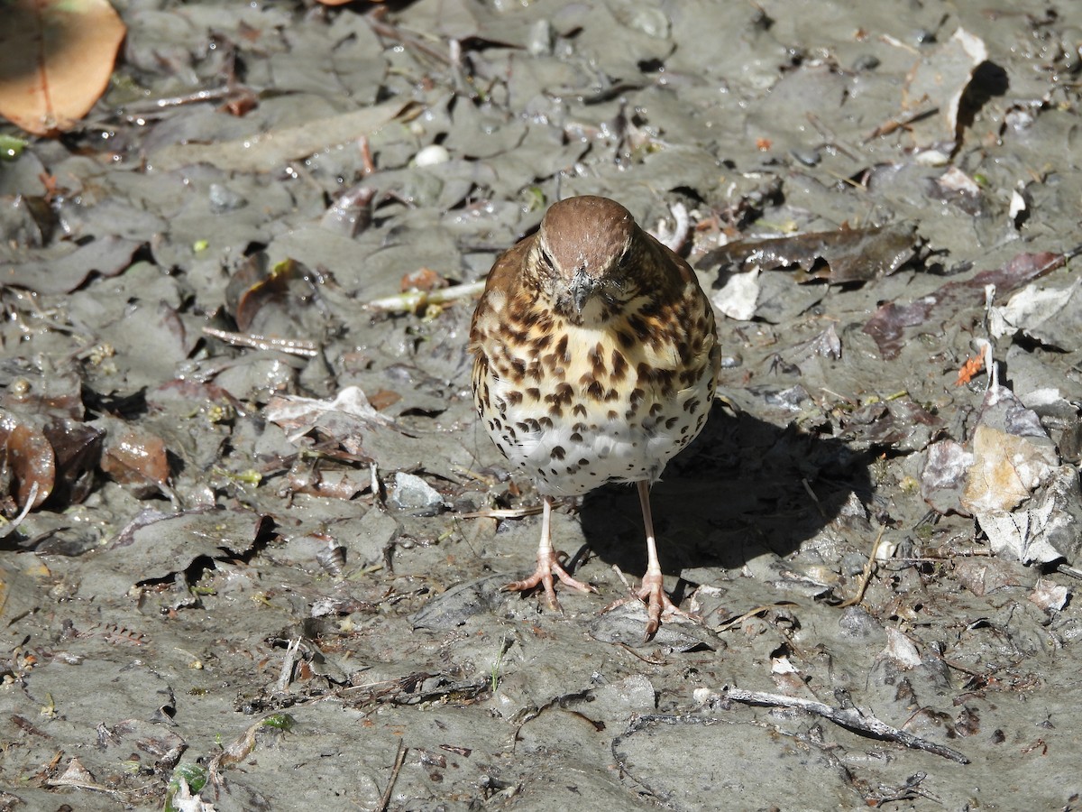 Song Thrush - ML613475522