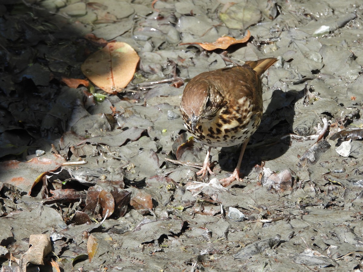 Song Thrush - ML613475523