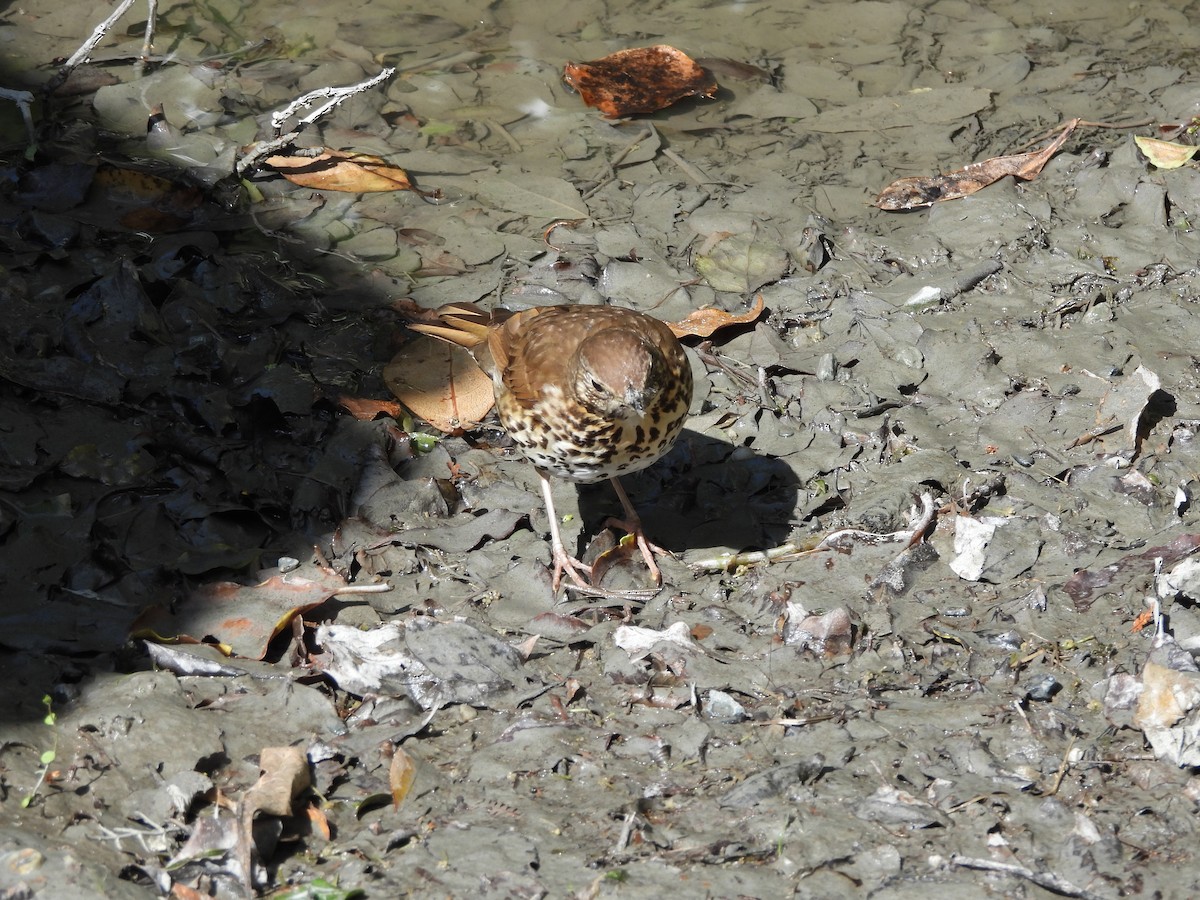 Song Thrush - ML613475524