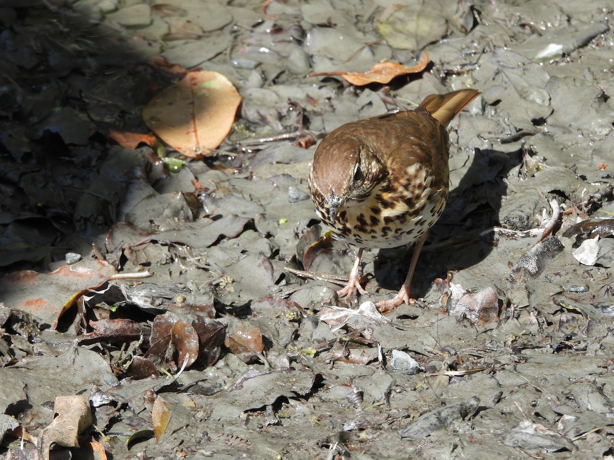 Song Thrush - ML613475525