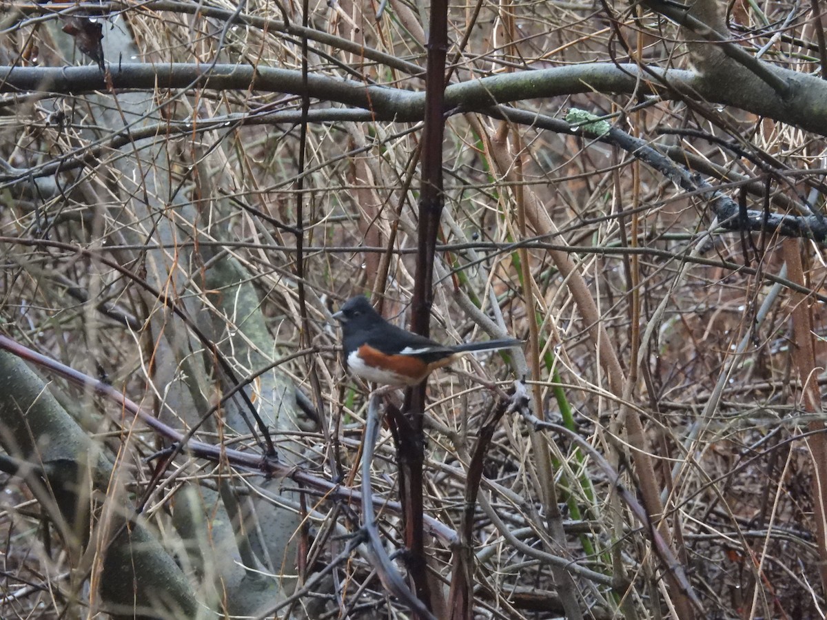 Eastern Towhee - ML613475556