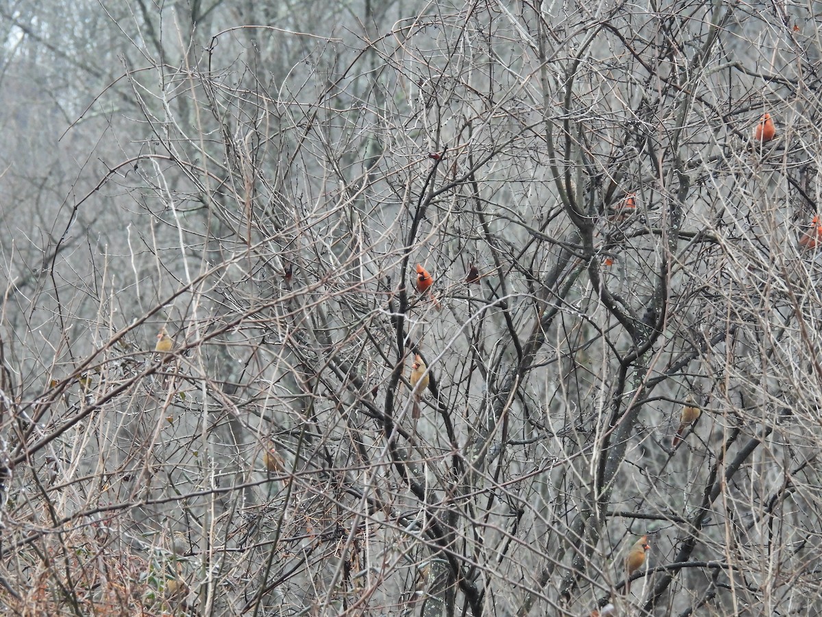 Northern Cardinal - ML613475563