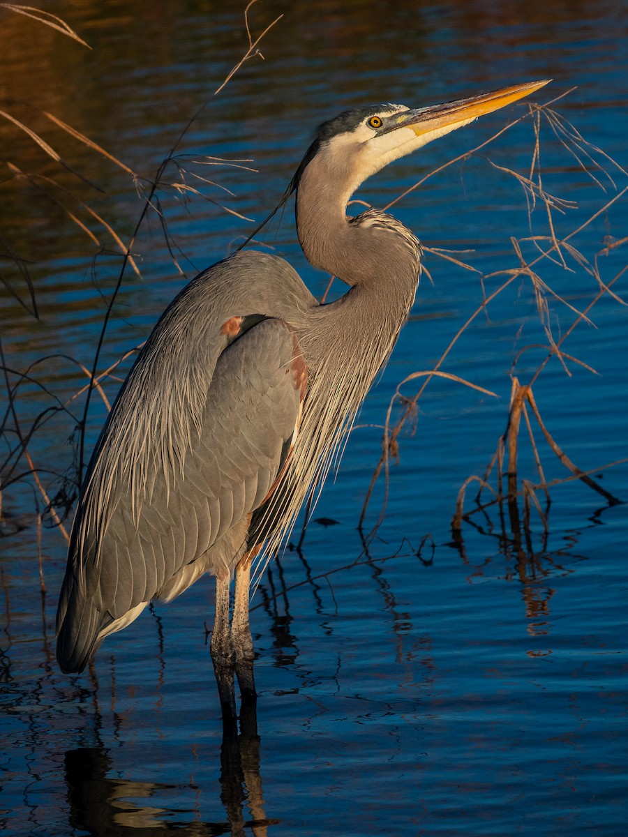 Great Blue Heron - ML613475588