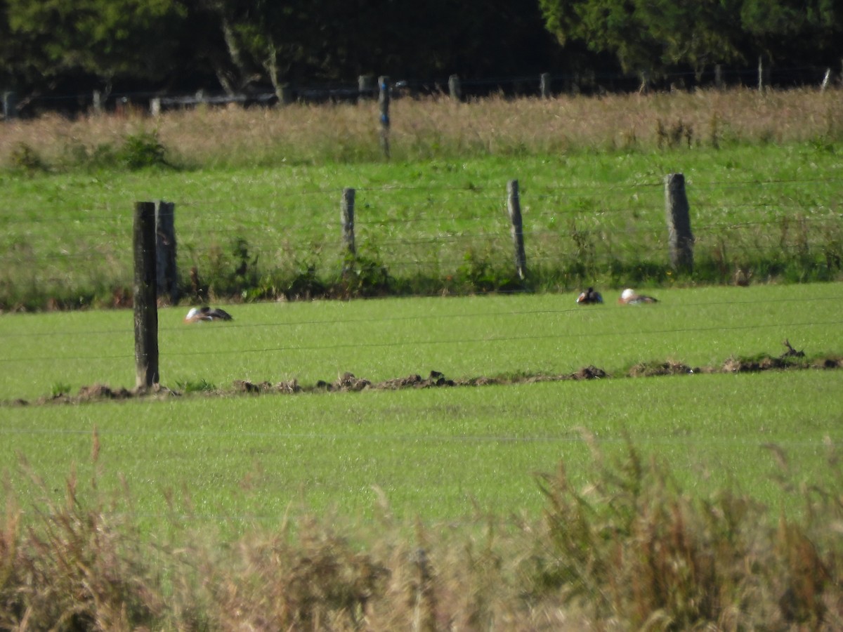 Paradise Shelduck - ML613475703