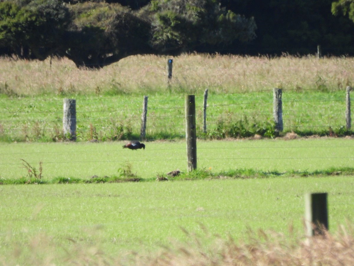 Paradise Shelduck - ML613475704