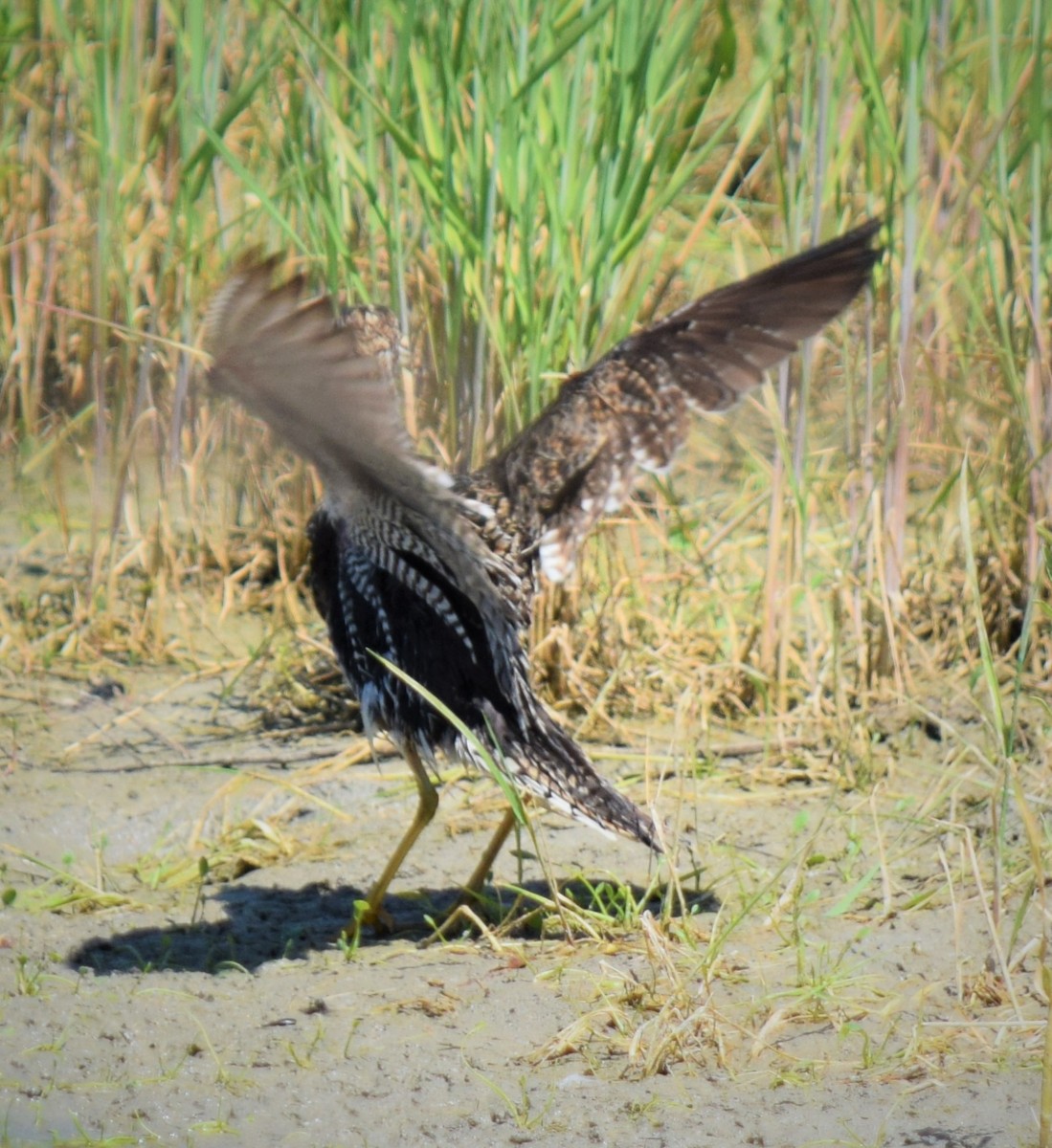 Upland Sandpiper - ML61347581