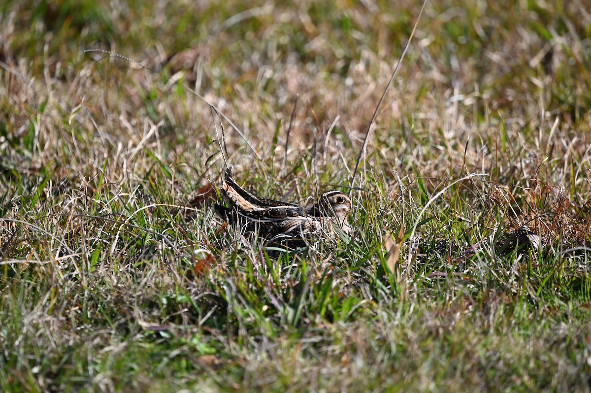 Wilson's Snipe - ML613475836