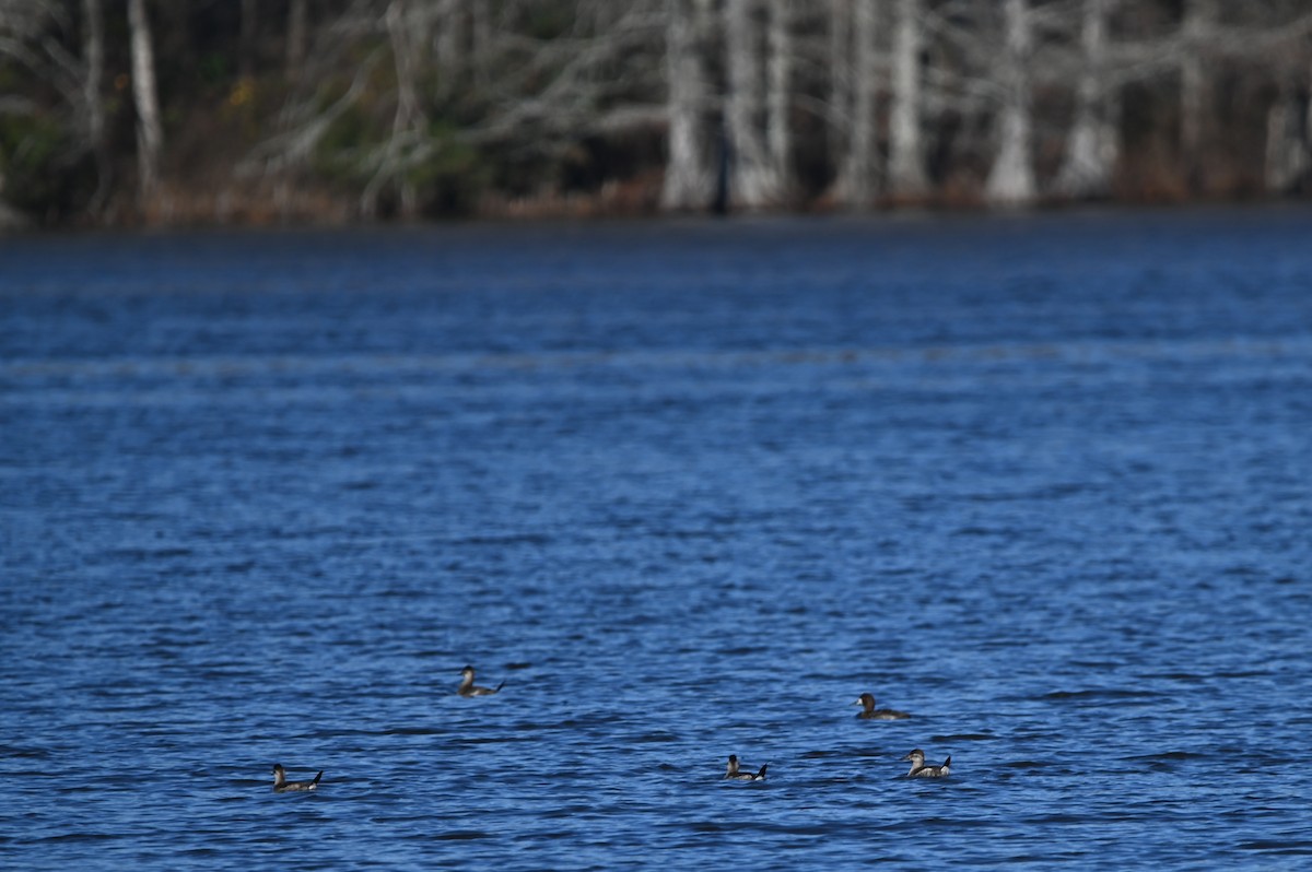 Ruddy Duck - ML613475840