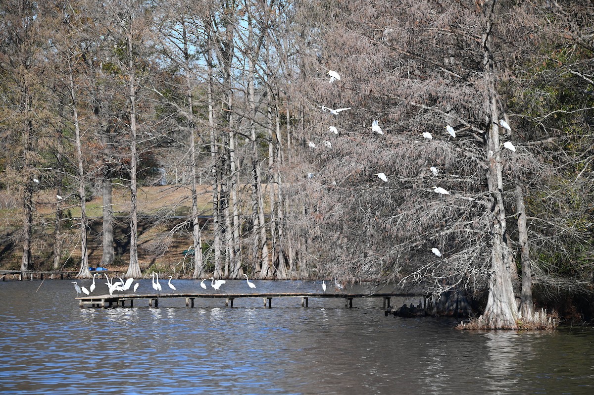 Great Egret - ML613475849