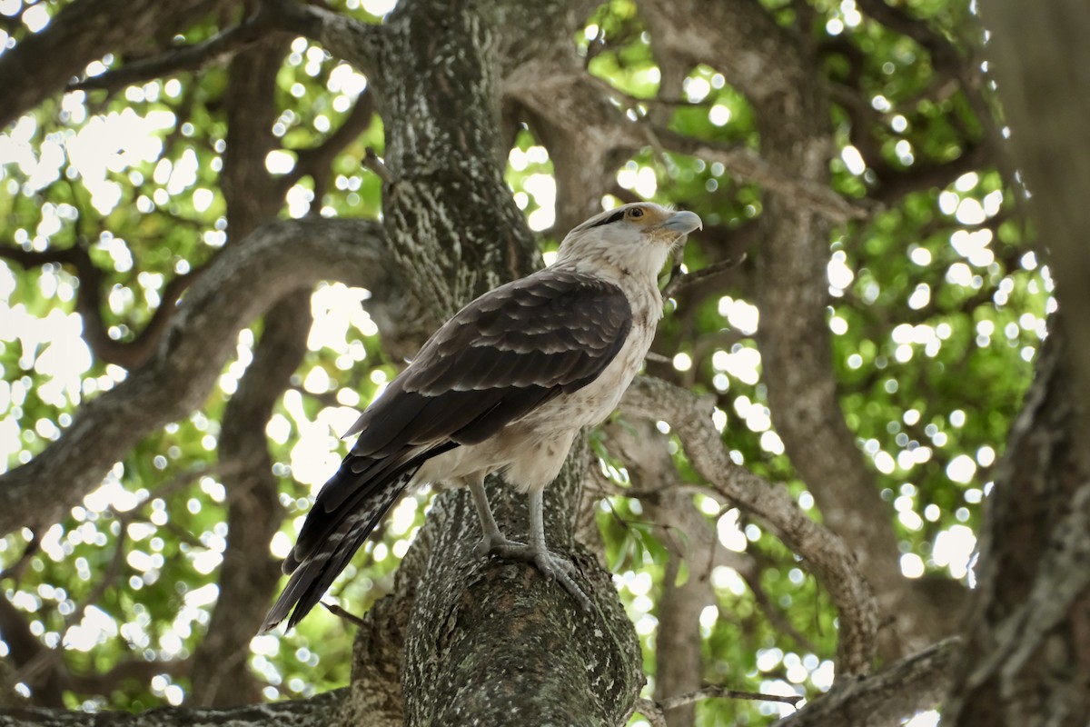 Yellow-headed Caracara - Noah Frade