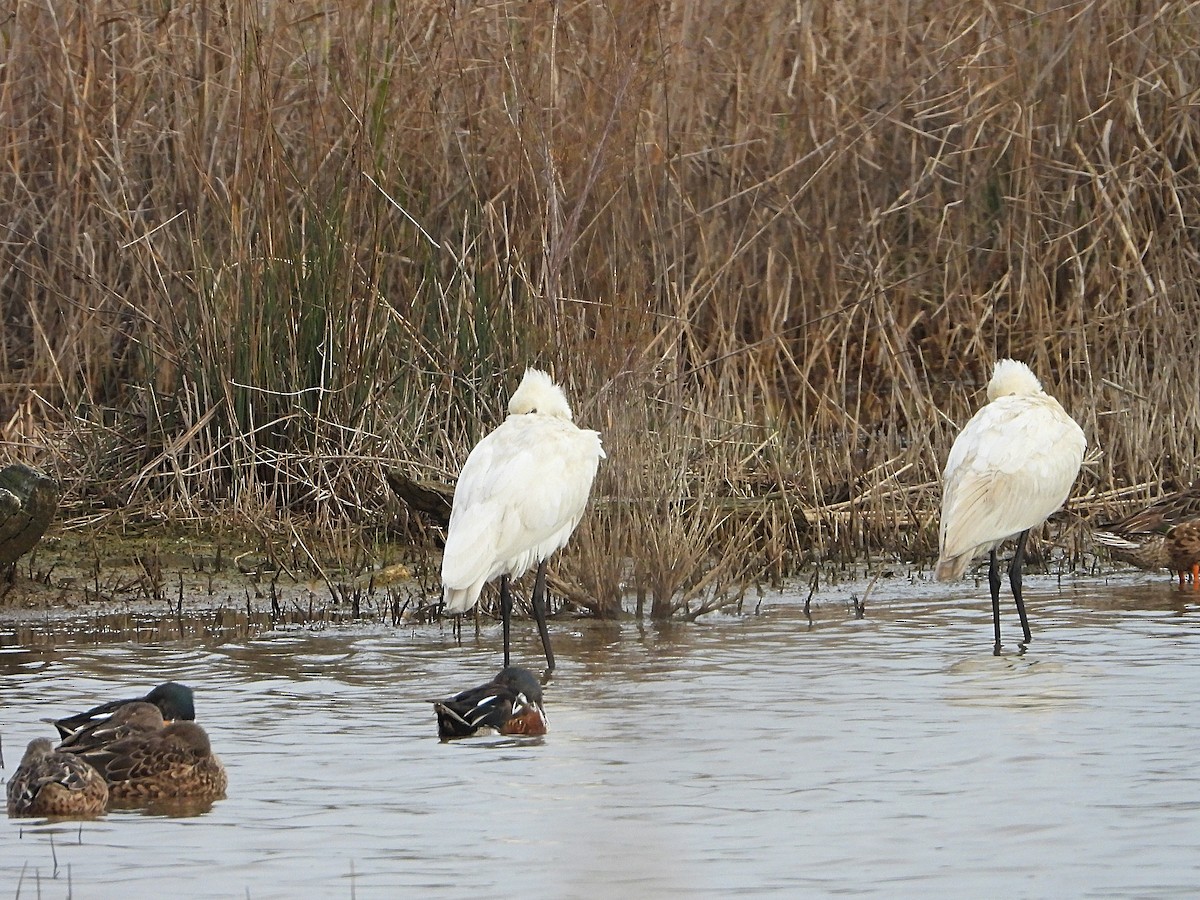 Eurasian Spoonbill - ML613475870