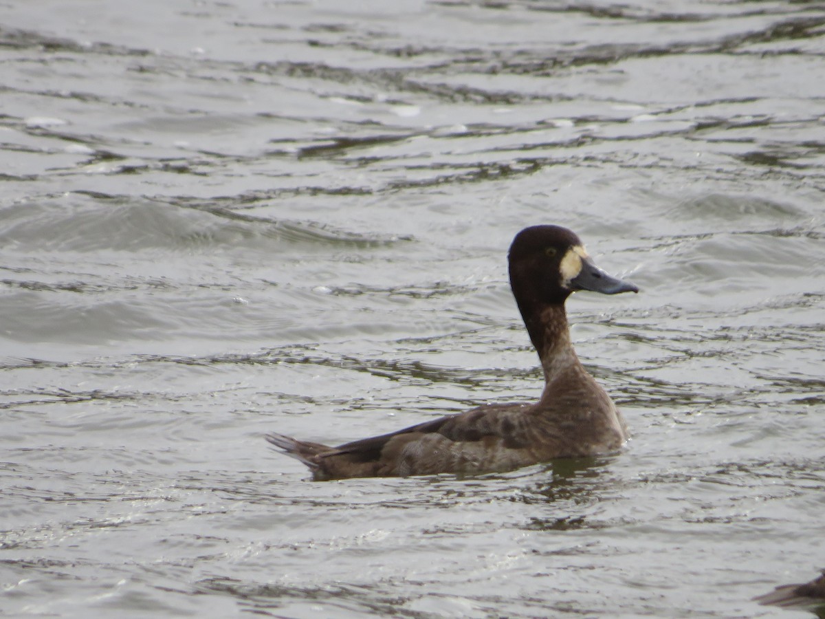 Greater Scaup - ML613475871