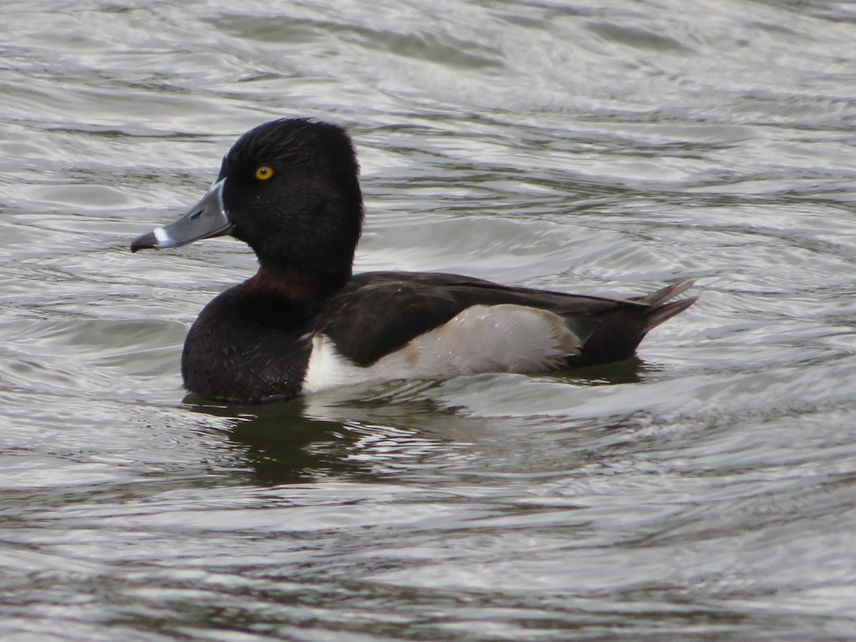 Ring-necked Duck - ML613475929