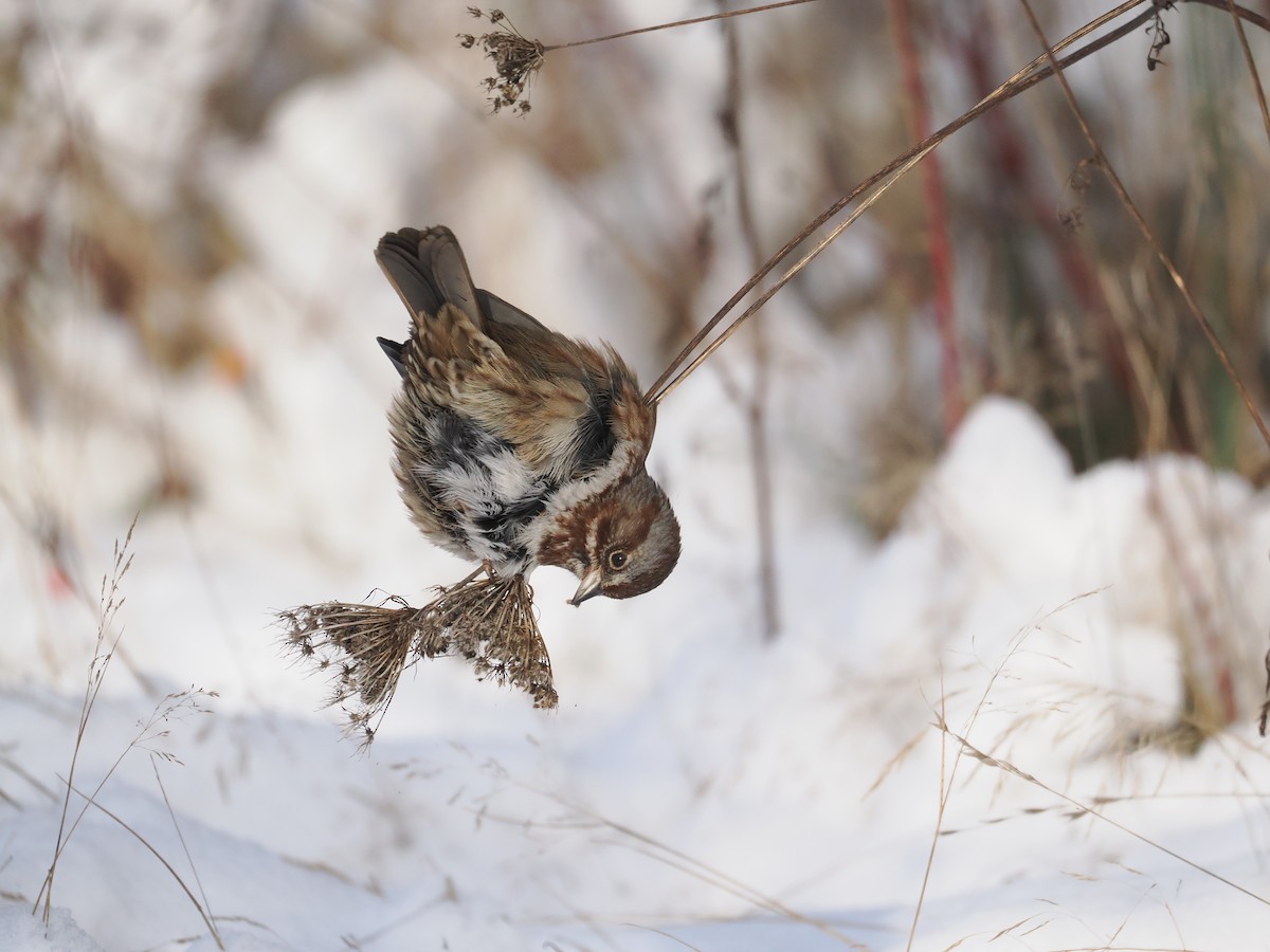 Song Sparrow - ML613475963