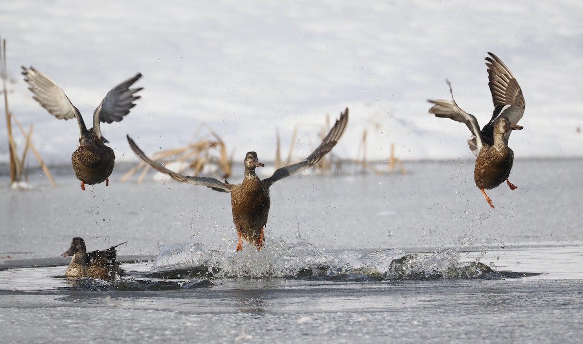 Northern Shoveler - ML613475967