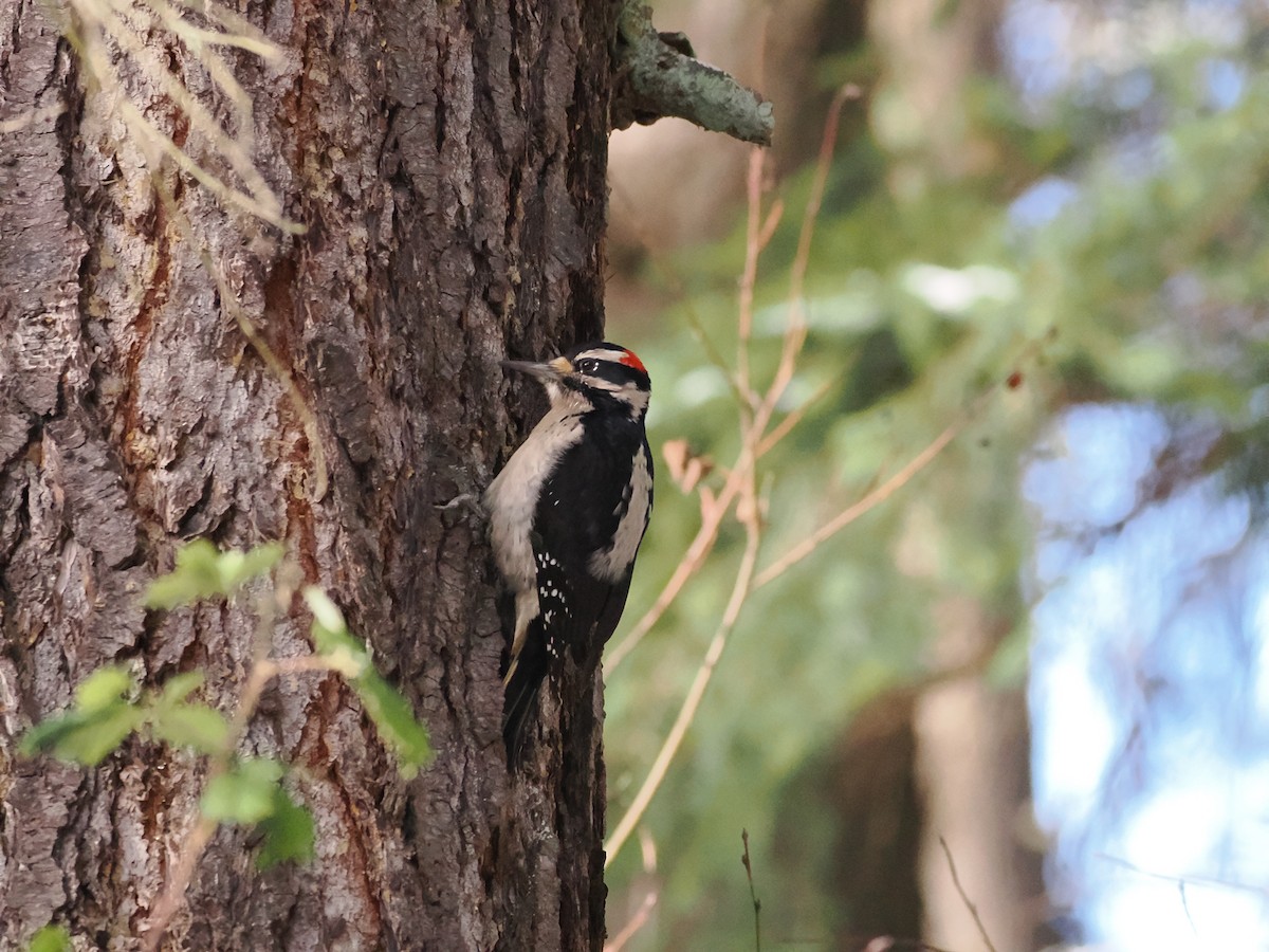 Hairy Woodpecker - ML613475979