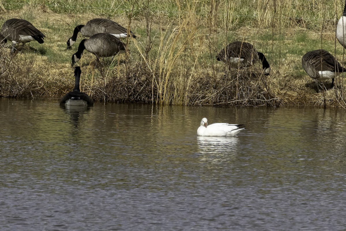 Ross's Goose - ML613476001