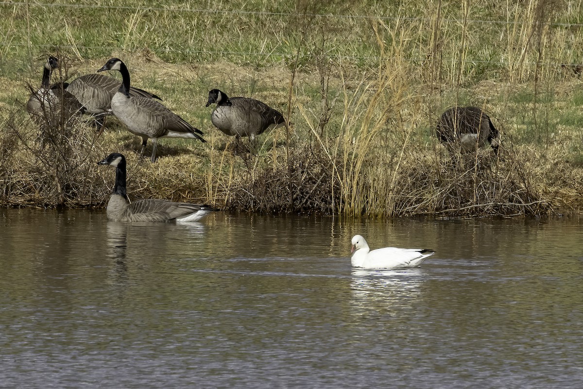 Ross's Goose - ML613476002