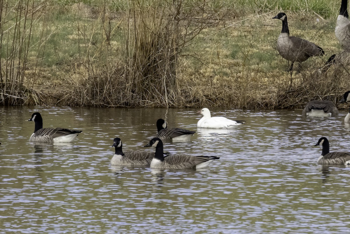 Ross's Goose - ML613476003