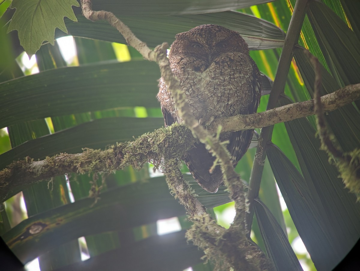 Bare-shanked Screech-Owl - Ann Kovich