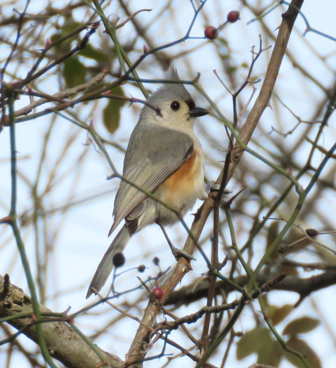 Tufted Titmouse - ML613476056