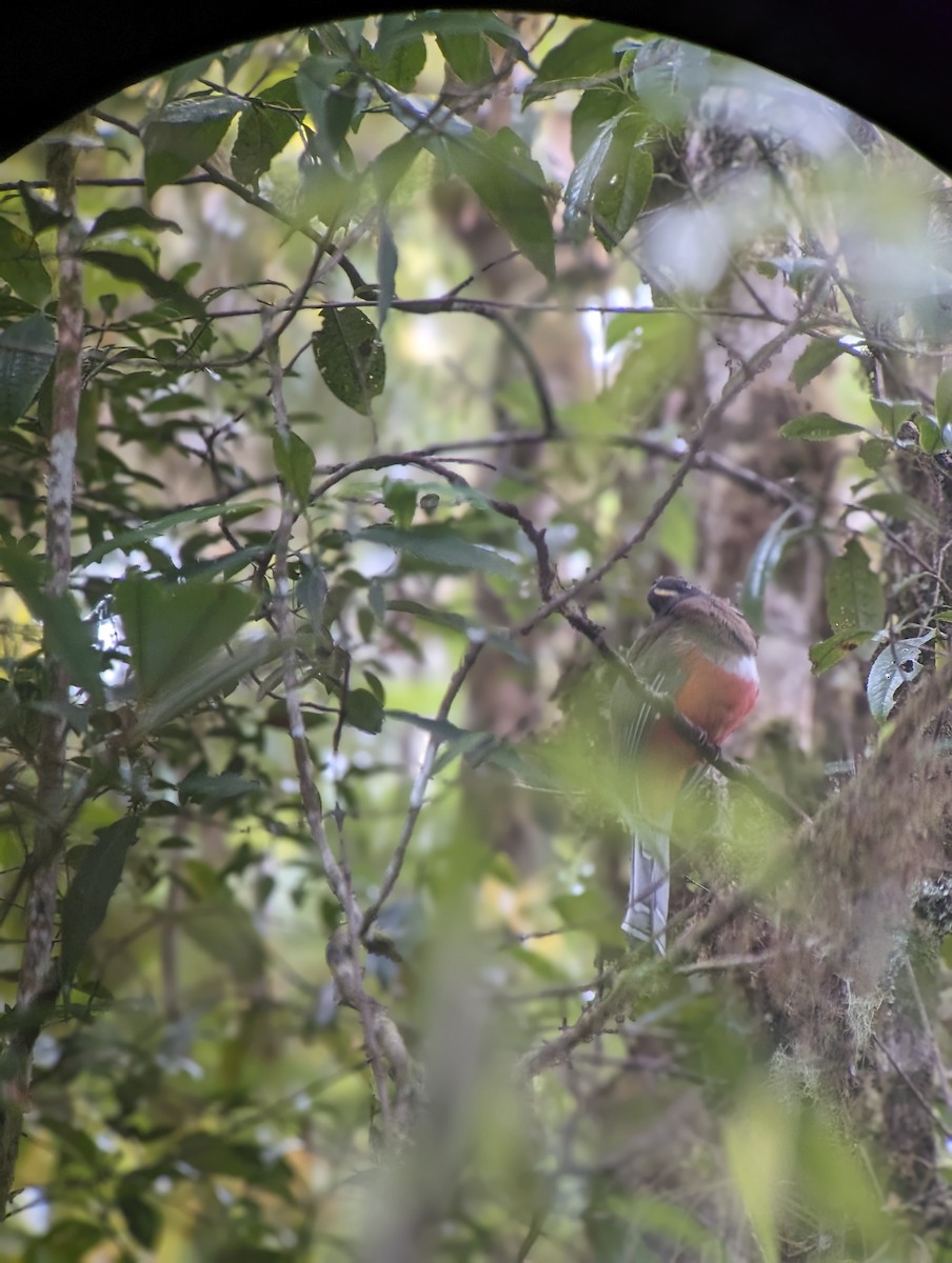 Collared Trogon - ML613476064