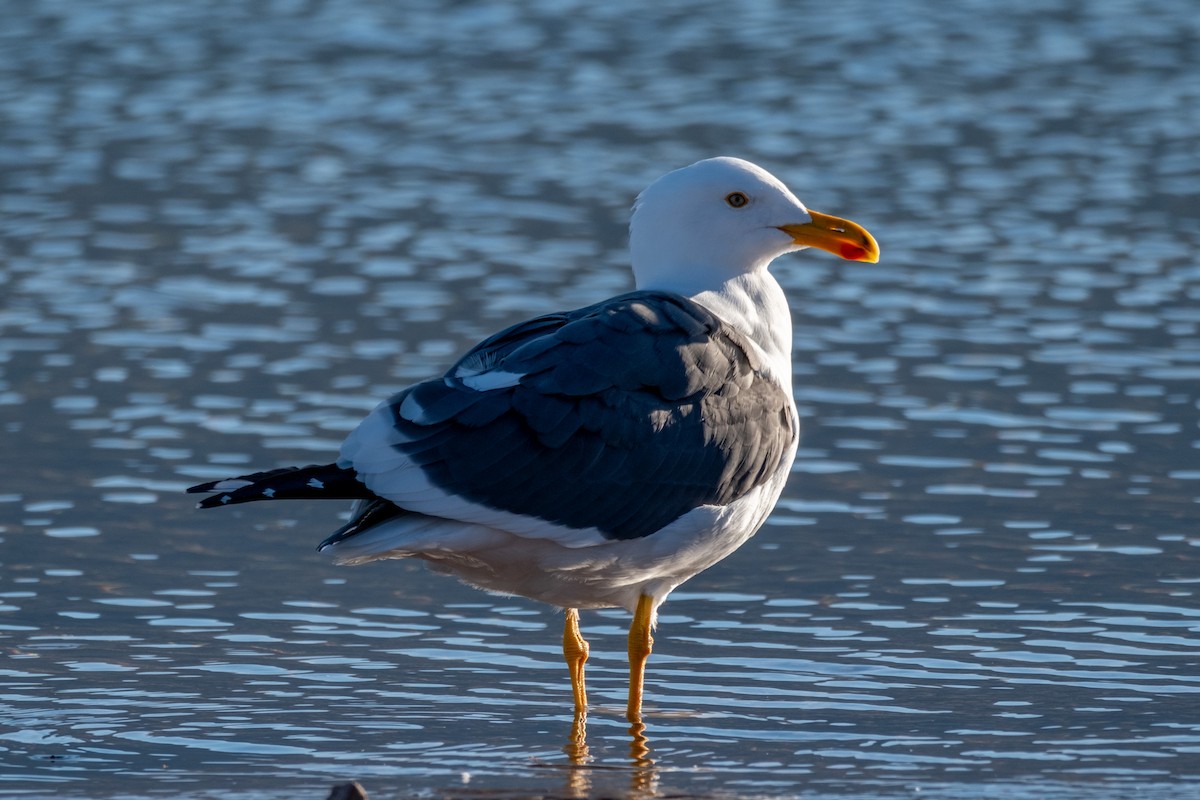 Yellow-footed Gull - ML613476066