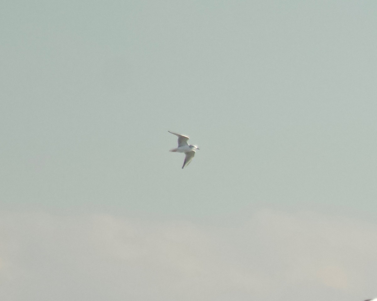 Bonaparte's Gull - ML613476105