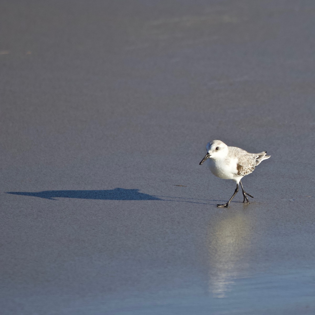 Sanderling - ML613476129