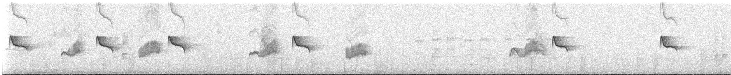 Светлобрюхий фиби - ML613476174