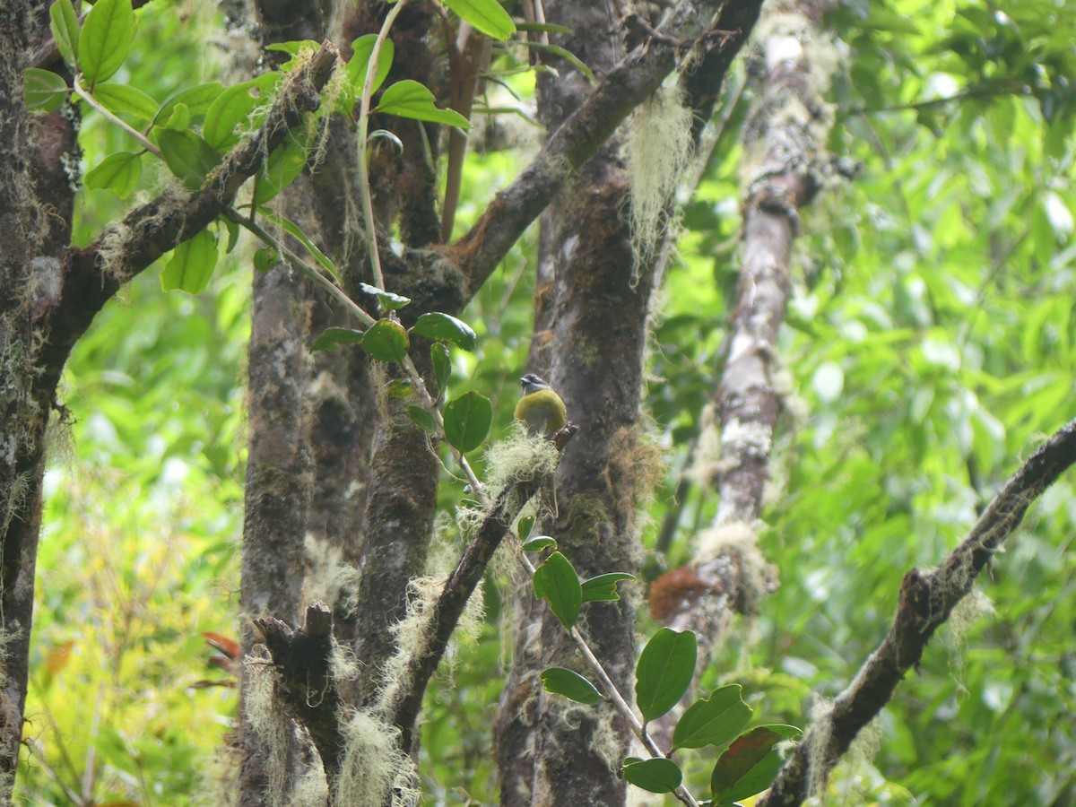 Sooty-capped Chlorospingus - ML613476220