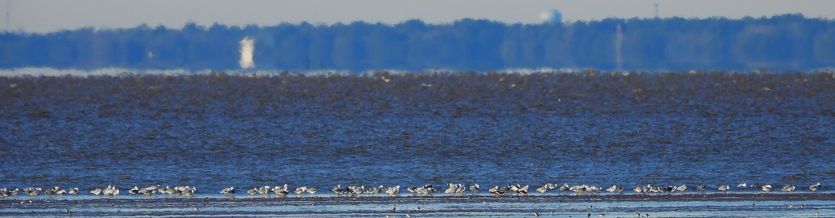 Black Skimmer - ML613476231