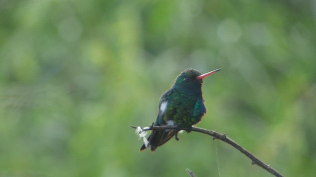 Glittering-bellied Emerald - ML613476236