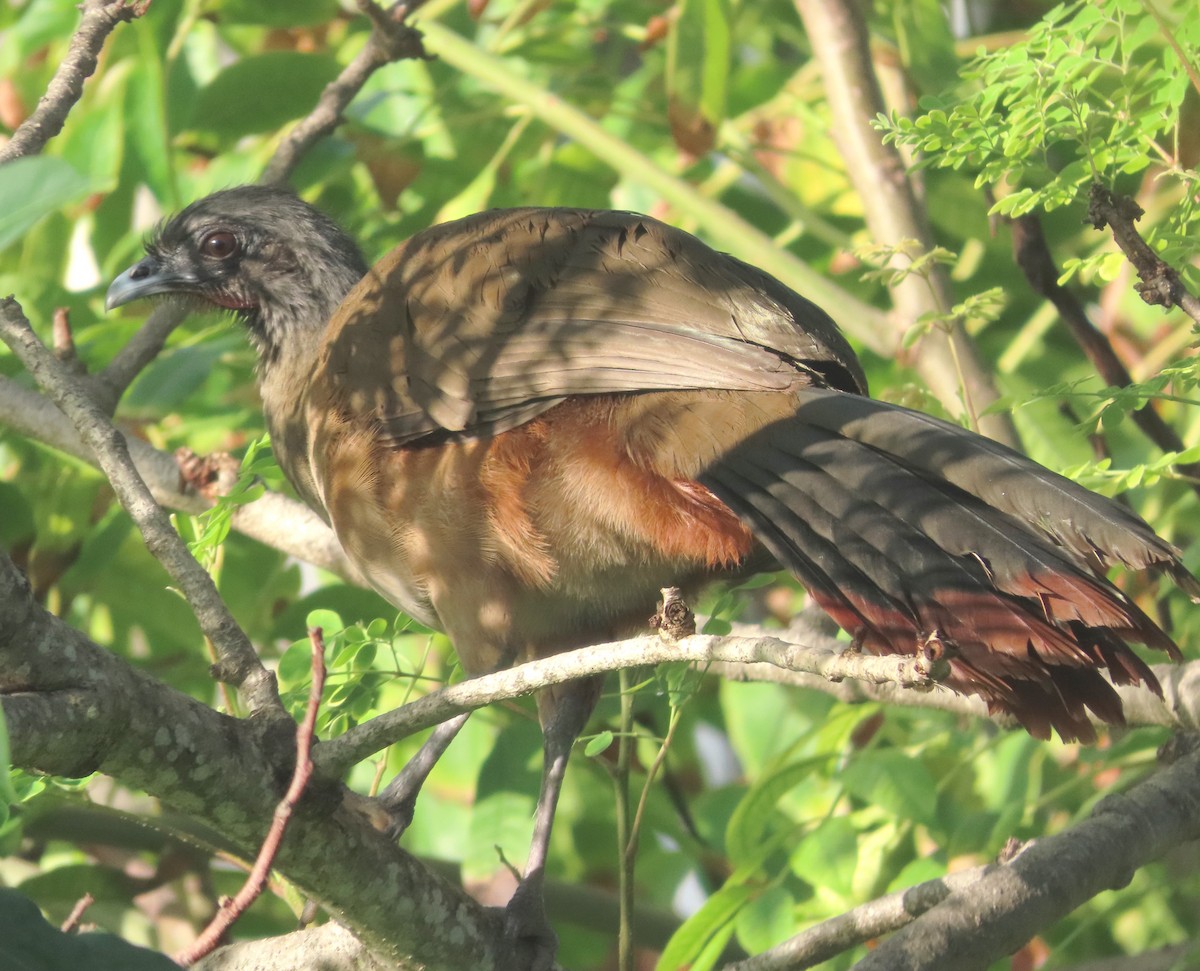 Rufous-vented Chachalaca - ML613476356