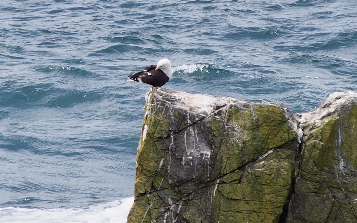 Great Black-backed Gull - ML613476476