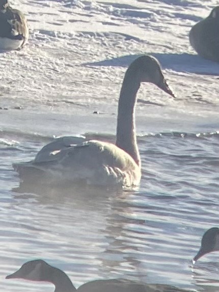 Trumpeter Swan - ML613476480