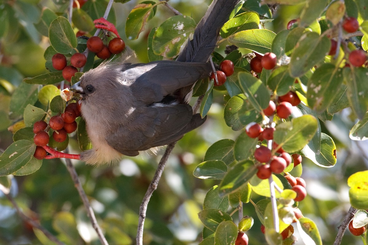 White-backed Mousebird - ML613476494