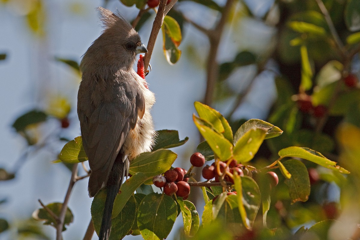 White-backed Mousebird - Anonymous