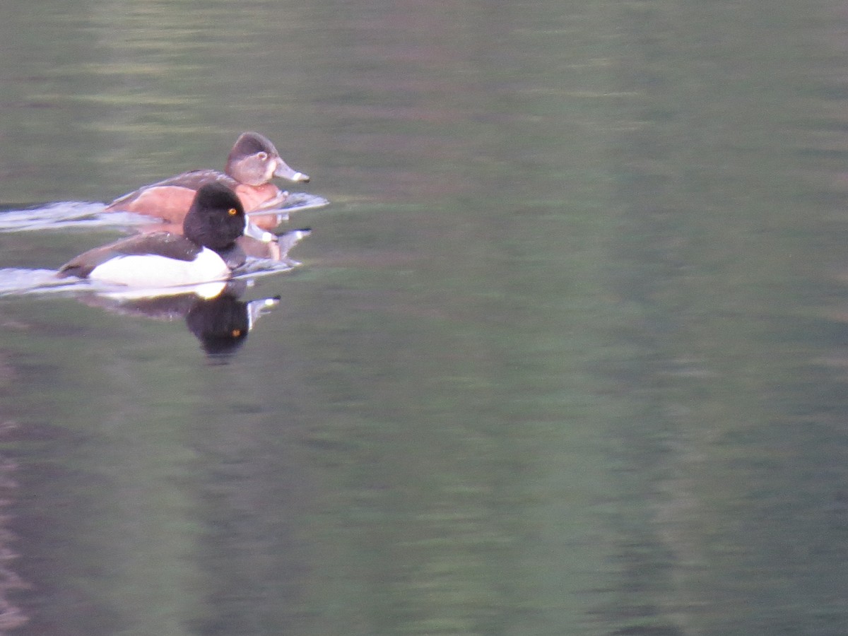 Moretta dal collare - ML613476518